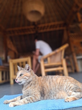 bambuu gili air