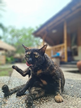 bambuu gili air