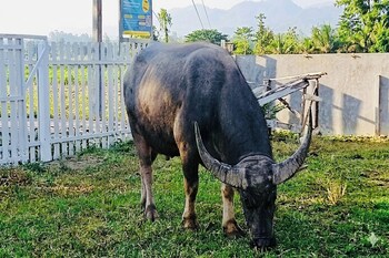 ban tew kao