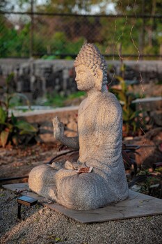 bodhi