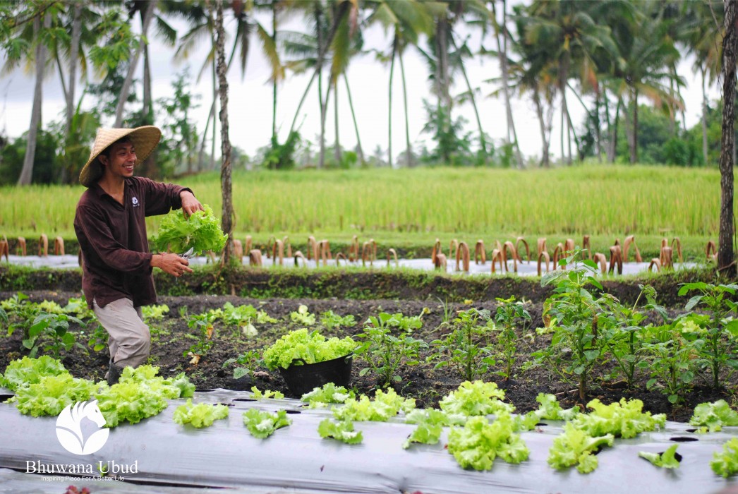 bhuwana ubud hotel and farming