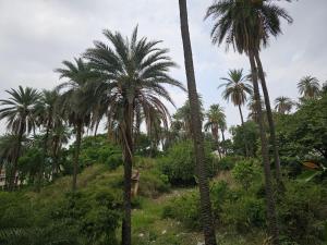the plum mount abu