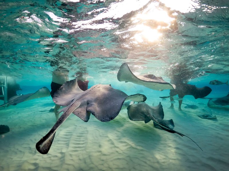 wyndham reef resort grand cayman