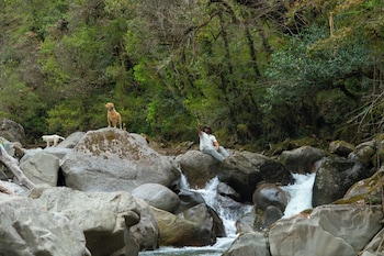 saraaya glamps dharamshala