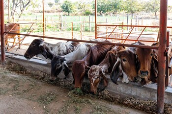 alaya stays krishna serenity suite