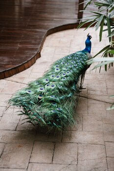 cape byron retreat