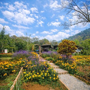 camelliana horizon pongyang nature retreat