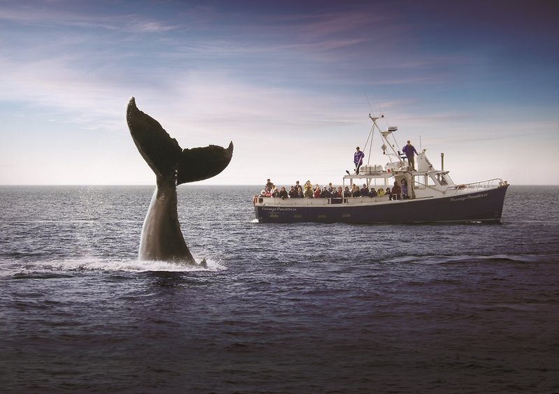 hearthstone inn sydney