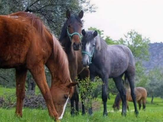 alqueria de los lentos