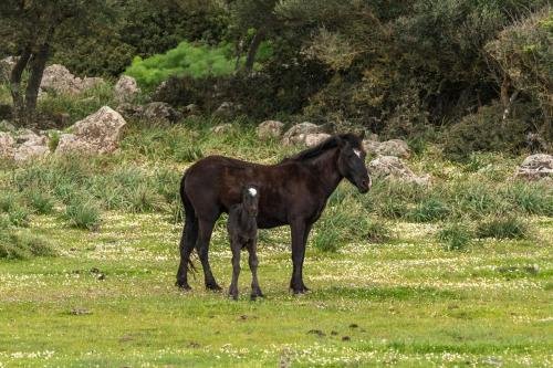 Albergo Diffuso Il Mandorlo,Masullas>>Baressa,3 star