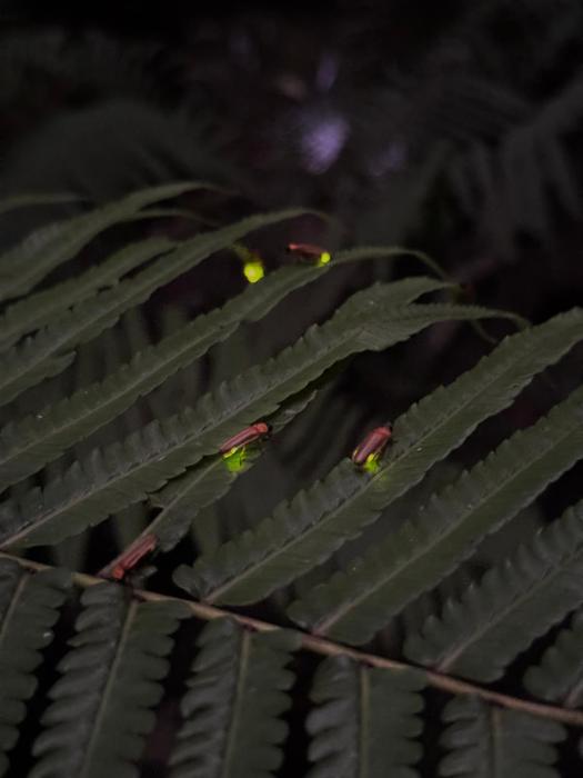 the fire flies garden villa
