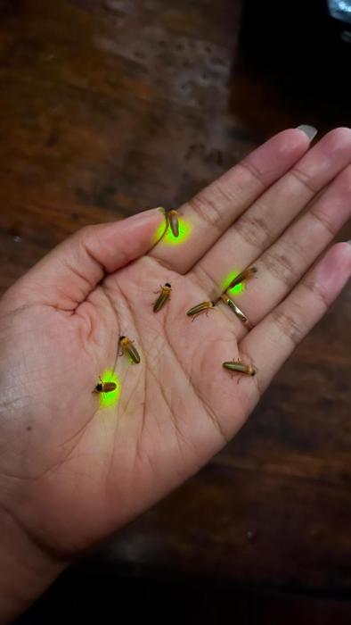 the fire flies garden villa