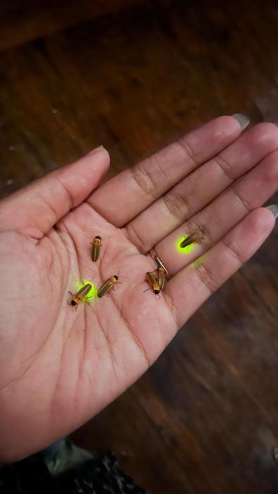 the fire flies garden villa