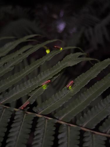 the fire flies garden villa