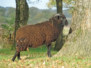 la balade des marais