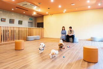 beppu dog resort hills and bay
