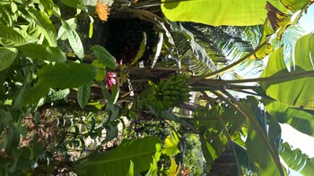 Cocotier Du Rocher,La Passe>>La Digue,4 star