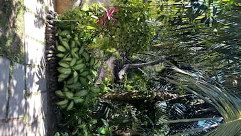 Cocotier Du Rocher,La Passe>>La Digue,4 star