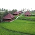 ubud sawah homestay
