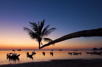 lotus hostel beach koh tao