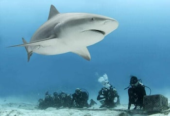 ah xok suites 5a avenida