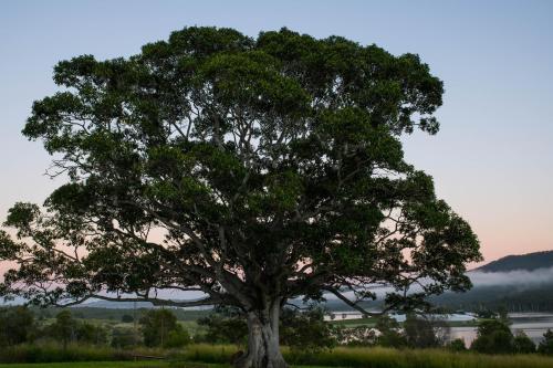 wyaralong