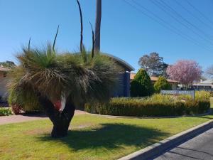 banksia motel collie