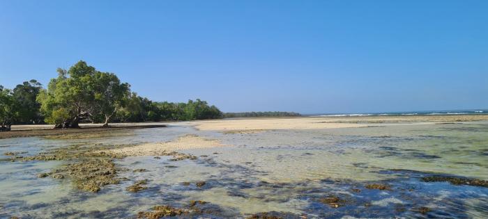 shimoni