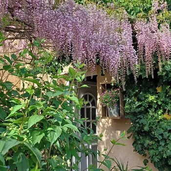 bastide cedrea