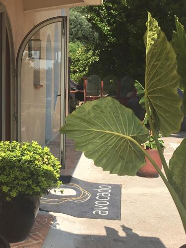 avocado hotel restaurant bar