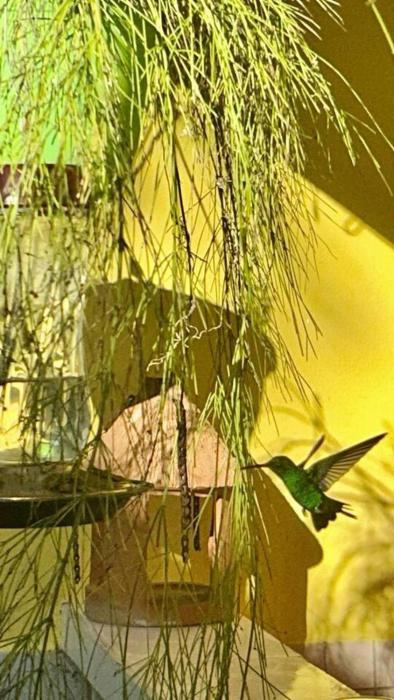 luxury 5 bed villa in tobago the big yellow house