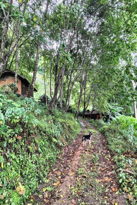 doi pumuen lahu homestay