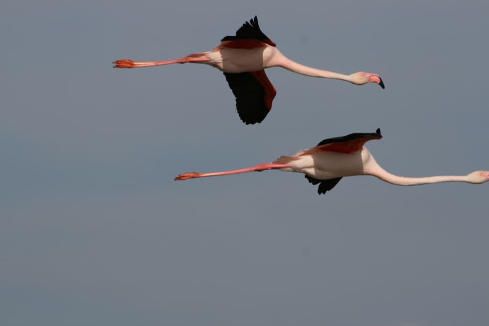 saintes maries de la mer