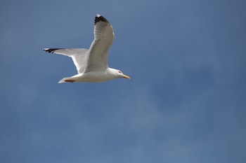 saintes maries de la mer