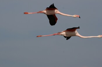 saintes maries de la mer