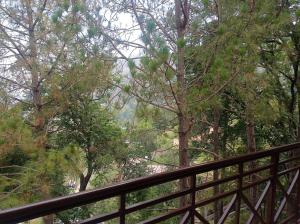 the pine view home stay
