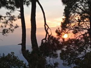 the pine view home stay