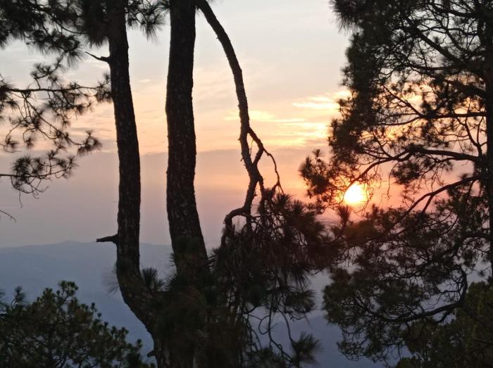 the pine view home stay