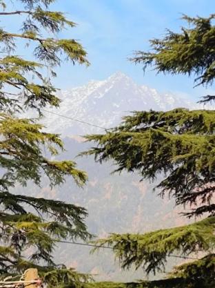 Chinar Residency Dharamshala Himachal Pradesh,,5 star