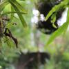 Natures Bliss Garden Stay,Gampaha>>Colombo,3 star