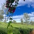 sunvalley homestay