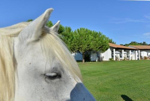 saintes maries de la mer