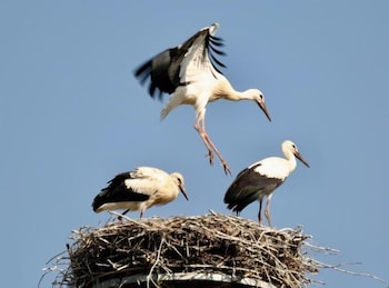 hotel restaurant kuentz