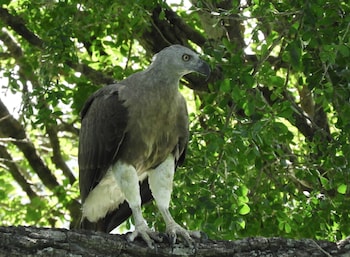 Blue Turtle Hotel,Kataragama>>Hambantota,3 star