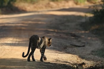 Blue Turtle Hotel,Kataragama>>Hambantota,3 star