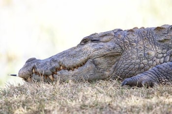 Blue Turtle Hotel,Kataragama>>Hambantota,3 star