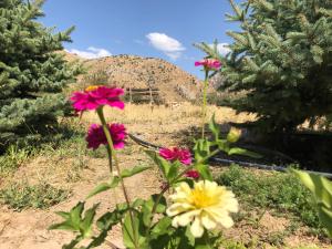 eco lodge caucasus wildlife refuge