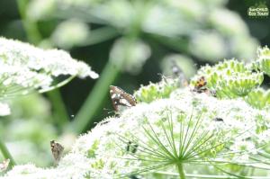 eco lodge caucasus wildlife refuge