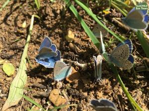 eco lodge caucasus wildlife refuge