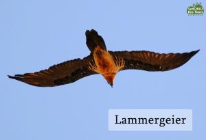 eco lodge caucasus wildlife refuge